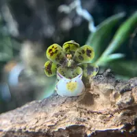 Gastrochilus distichus