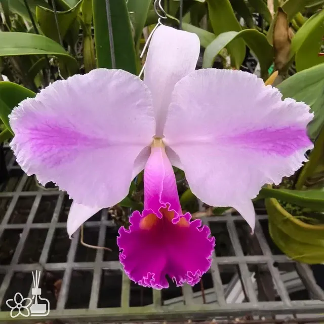 Cattleya trianae 'L,W Stunning'