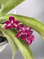 Rhynchostylis Gigantea Burgundy — 14 cm / No