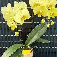 Phalaenopsis Noble Moon 2.5"