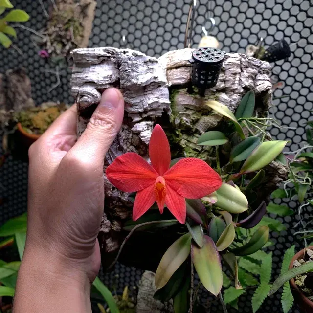 Cattleya brevipedunculata (Cattleya)