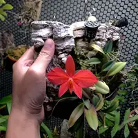 Cattleya brevipedunculata (syn. Sophronitis brevipedunculata)