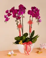 Purple CNY Phalaenopsis Orchid (5 stalks)