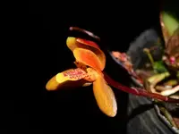 Maxillaria acutifolia