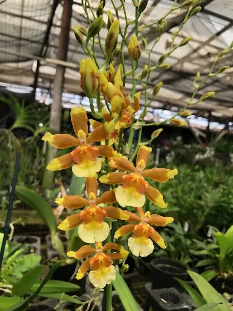 Oncidium Hilo Firecracker 'Lucky Strike' (Oncidium)