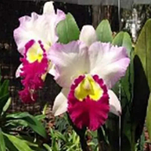 Rhyncholaelia Ann Joy