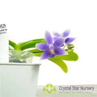 Phalaenopsis Equalacea (#12)