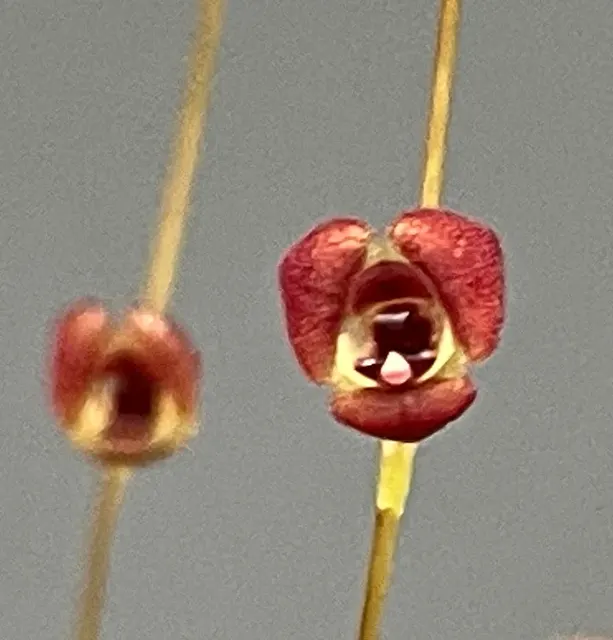 Stelis lentiginosa (Stelis)