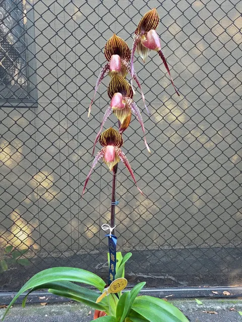 Paphiopedilum Wössner Black Wings 'Powderpuff' (Paphiopedilum)