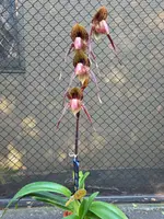 Paphiopedilum Wössner Black Wings 'Powderpuff' AM/AOS — 14 cm / No