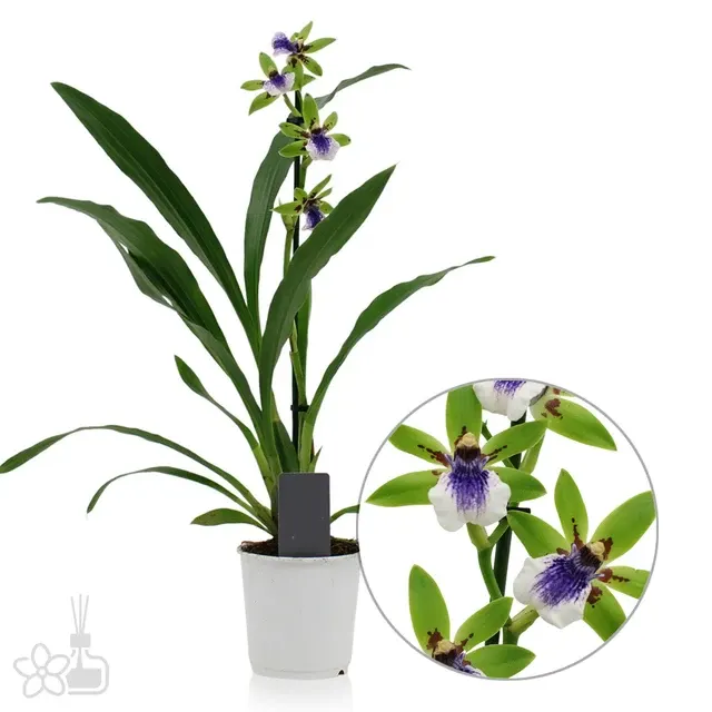 Zygopetalum Impasto Green