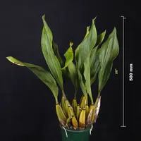 Bifrenaria atropurpurea — 150mm Pot - B