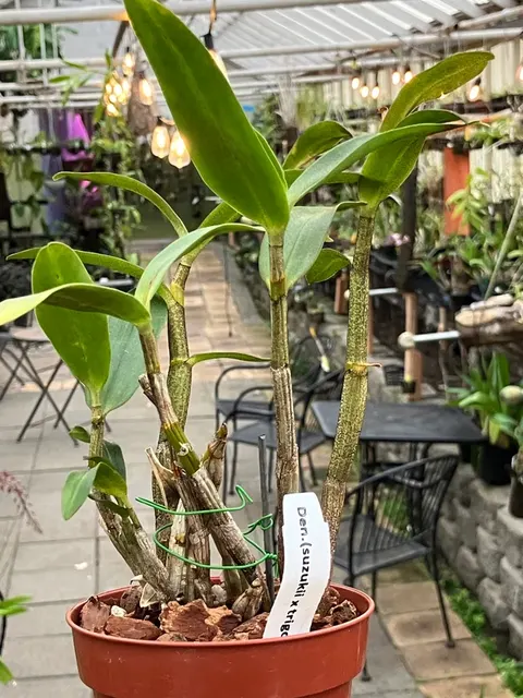 Dendrobium Suzukii x Trigonopus (Dendrobium)