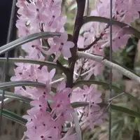 Ascocentrum christensonianum (Pink Ascocentrum Orchid)