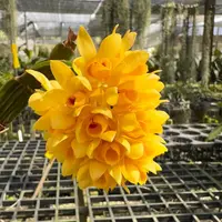 Dendrobium sulcatum (Small Size)
