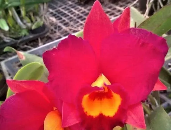 Rhyncholaeliocattleya California Queen 'Red Angel' x Lam's Haven (Rhyncholaeliocattleya)