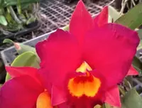 Flask - Cattleya Rlc(California Queen 'Red Angel' x Lam's Haven)