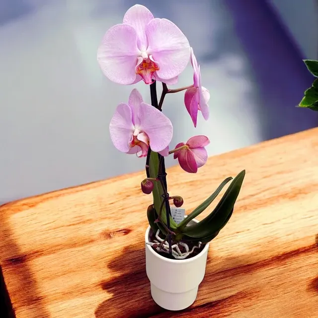Phalaenopsis Rhone