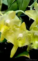 Dendrobium roslii