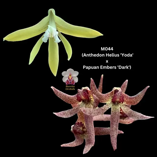 Dendrobium Orchid Seedling. M044 'Yoda' (Dendrobium)