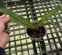 Paphiopedilum rothschildianum Selected