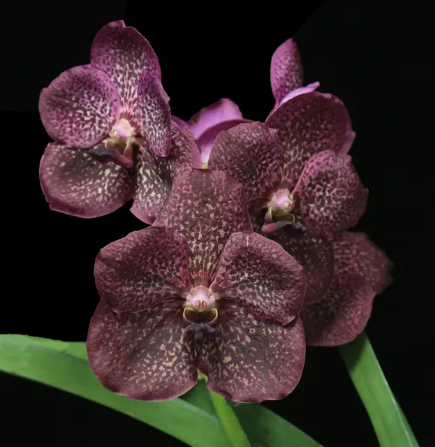 Vanda Vimon Fancy (Vanda)