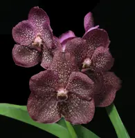 Vanda Vimon Fancy