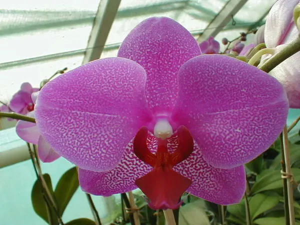 Phalaenopsis RED DELIGHT