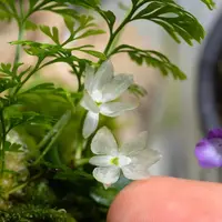 Hymenorchis javanica
