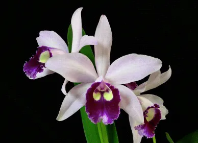 Brassocattleya Clear Star (Brassocattleya)