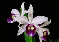 Bc. Clear Star ( C. Hsinying Pub 'Albo Sanguinea' x B. nodosa FCC/AOS) (C2073) (Hybrid) Bc.=Brassocattleya / B.=Brassavola