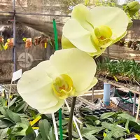 Phalaenopsis Orchid JN0030 Mature Plant With Bud/Flower
