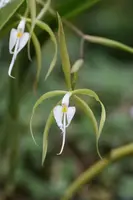 Epidendrum oerstedii