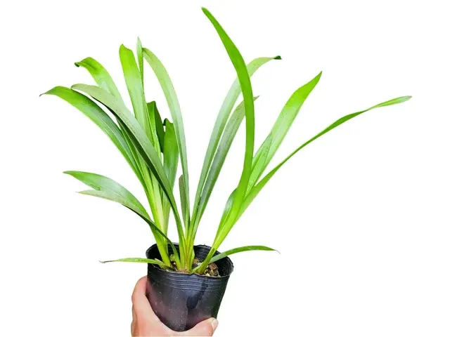 Cymbidium Jack Hudlow 'Waikanae' (Cymbidium)