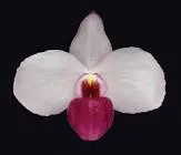 Paphiopedilum delenatii forma vinicolor (Paphiopedilum)