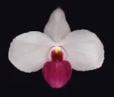 Paphiopedilum delenatii forma vinicolor
