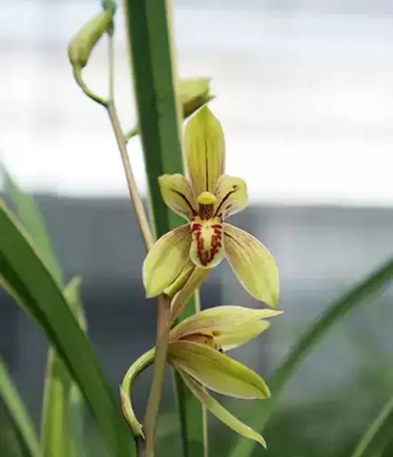 Cymbidium ensifolium 'JinQi' (Cymbidium)