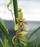 Cym. ensifolium 'JinQi' (CYME11) (- - - - ensifolium )