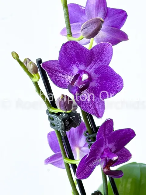 Phalaenopsis Ching Ann Mary