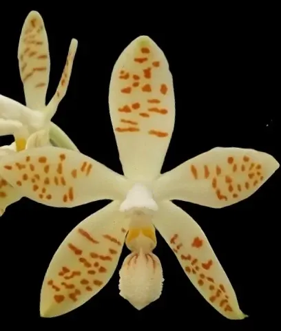 Phalaenopsis zebrina’Flava’ x sib