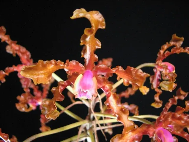 Cattleya Myrmecophila Wallisii