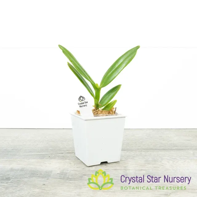 Angraecum Eichlerianum X Self (Angraecum)