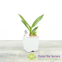 Angraecum eichlerianum x self