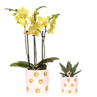 Plantenset Smiley | geel