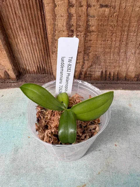 Phalaenopsis lueddemanniana (Phalaenopsis)