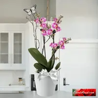 Double Phalaenopsis Orchid