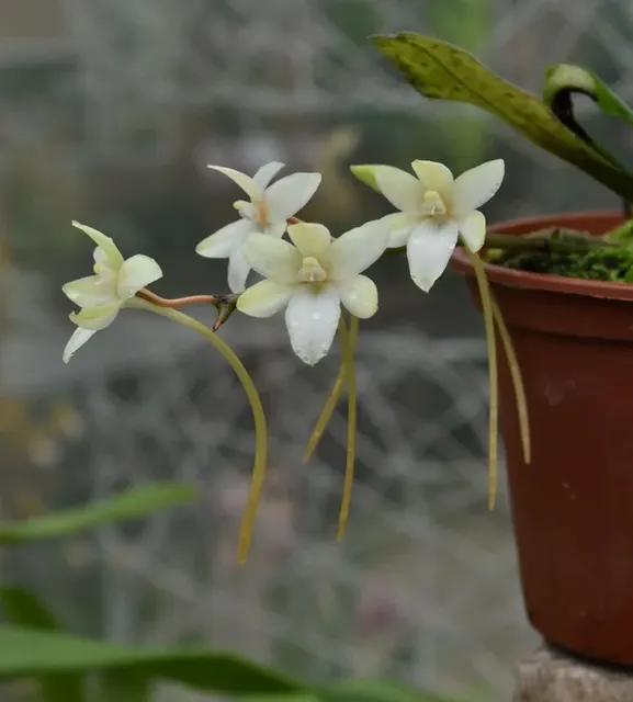 Aerangis mystacidii