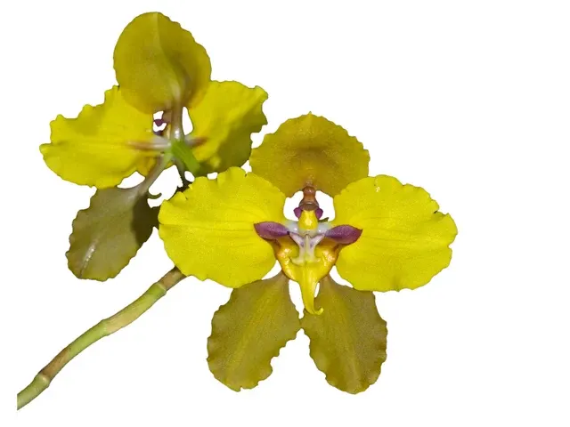 Oncidium macranthum nanum (Oncidium)