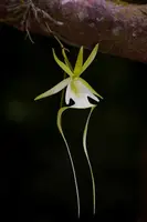 Dendrophylax sallei
