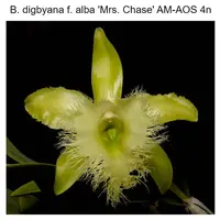 Rhyncholaelia digbyana